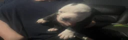 American Bulldog dogs for sale: American bulldog puppies  - Advert 7