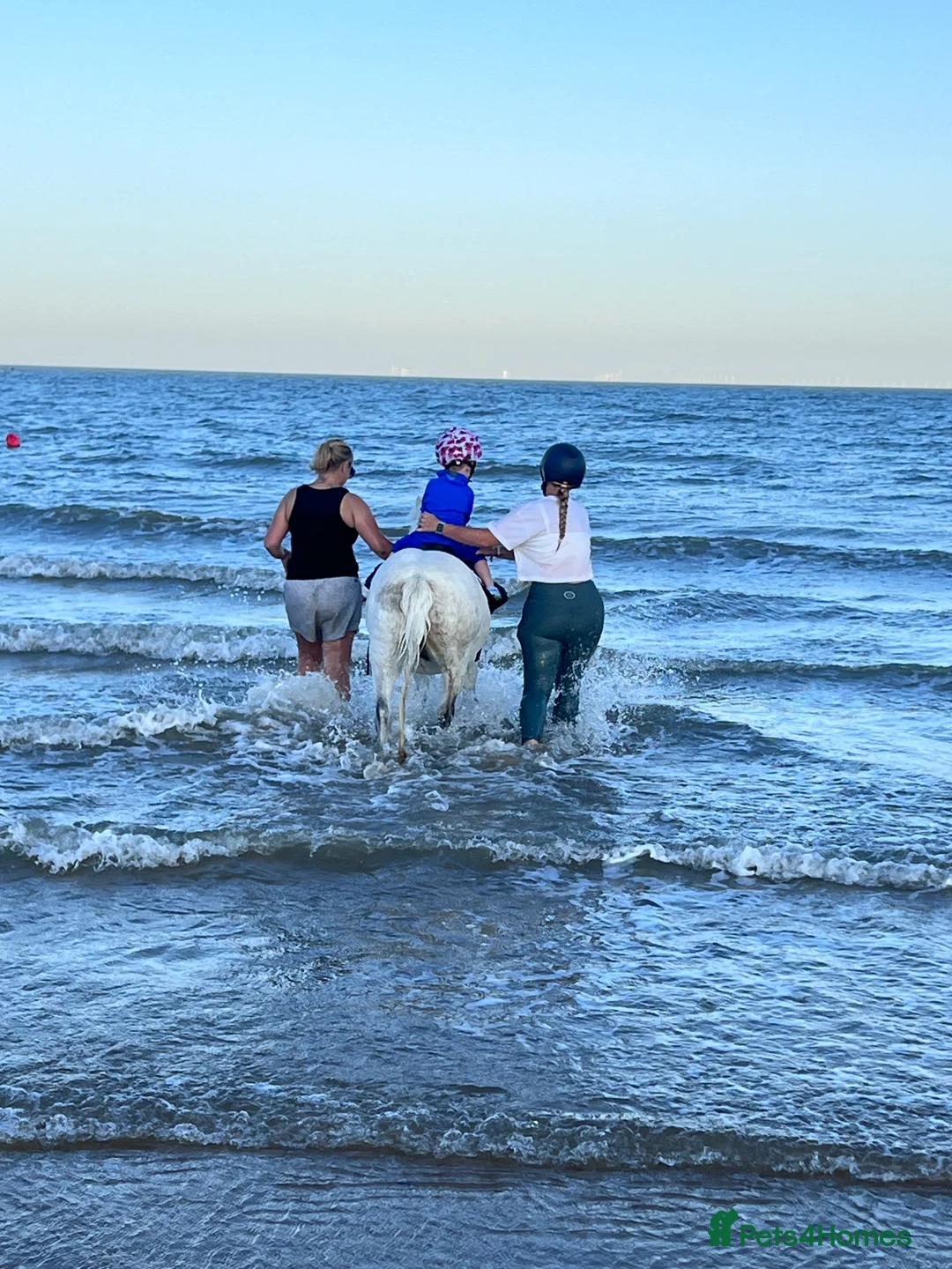 Welsh Section A horses for sale: LEAD REIN PONY  - Advert 3