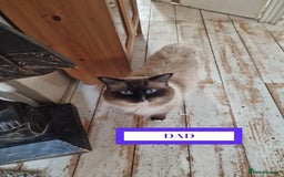 Ragdoll cats for sale: GORGREOUS 1/2 PEDIGREE RAGDOLL KITTENS 💗 - Image 20