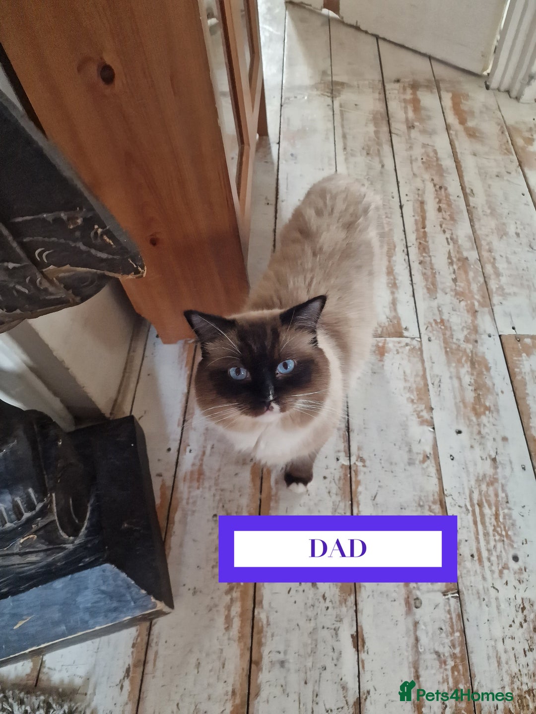 Ragdoll cats for sale: GORGREOUS 1/2 PEDIGREE RAGDOLL KITTENS 💗 - Image 20