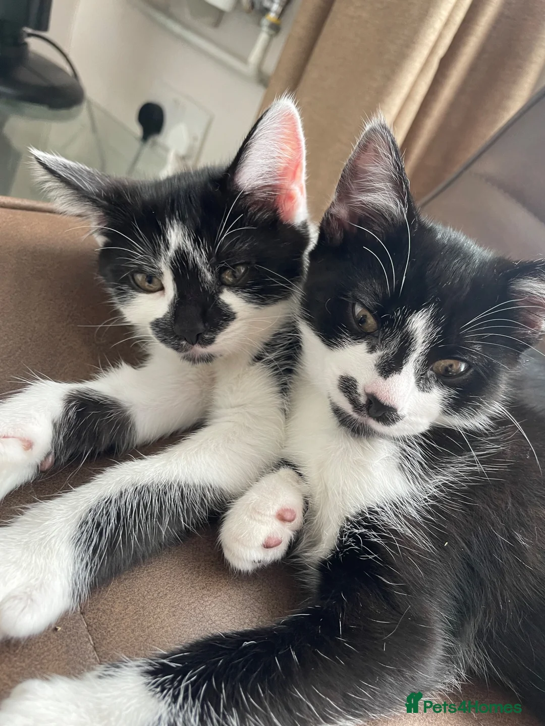 Mixed Breed cats for sale: Adorable Cats and kittens! - Advert 1