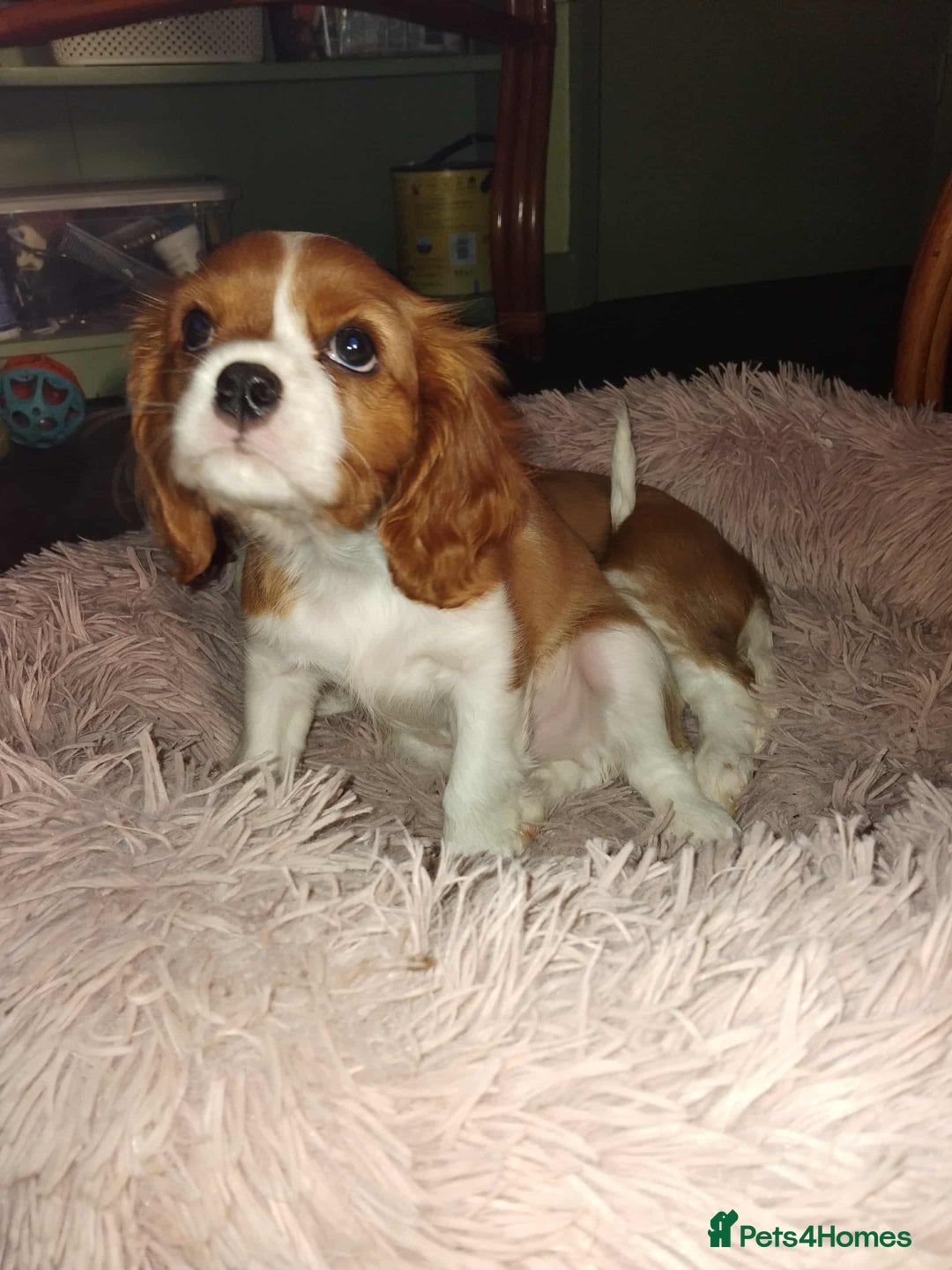 Cavalier King Charles Spaniel dogs for sale: King Charles cavalier 1 boy left!  - Image 20