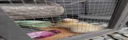 Ferret rodents for sale: 2 Male ferrets  - Advert 3