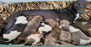 Whippet dogs - Advert 5