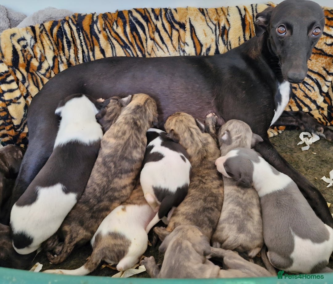 Whippet dogs for sale: Five Star KC Whippet Puppies - Image 2