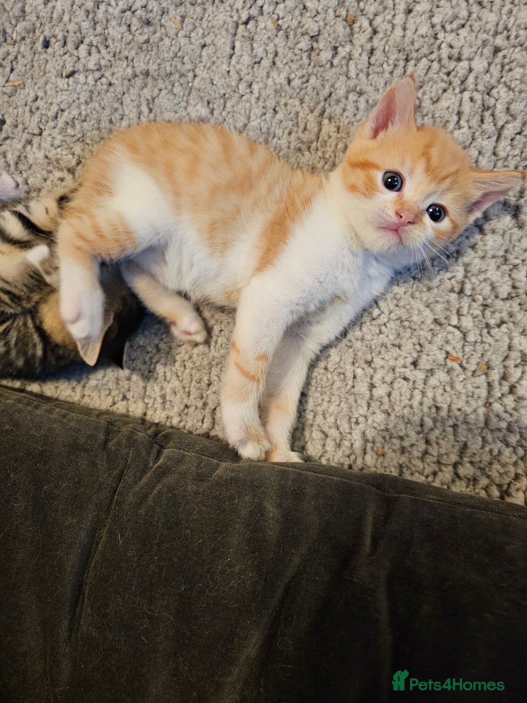 Mixed Breed cats for sale: Mixed breed kittens. Ready to be re-homed in Feb. - Advert 8