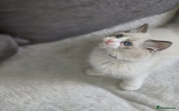 Ragdoll cats for sale: Ragdoll Kittens  - Advert 22