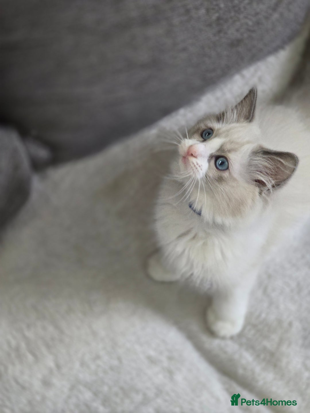 Ragdoll cats for sale: Ragdoll Kittens  - Advert 22