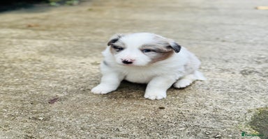 Border Collie dogs - Advert 6