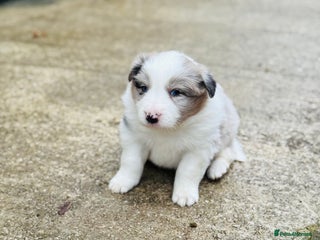 Border Collie dogs - Advert 2