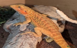 Bearded Dragon reptiles for sale: Female Red bearded dragon - Image 5