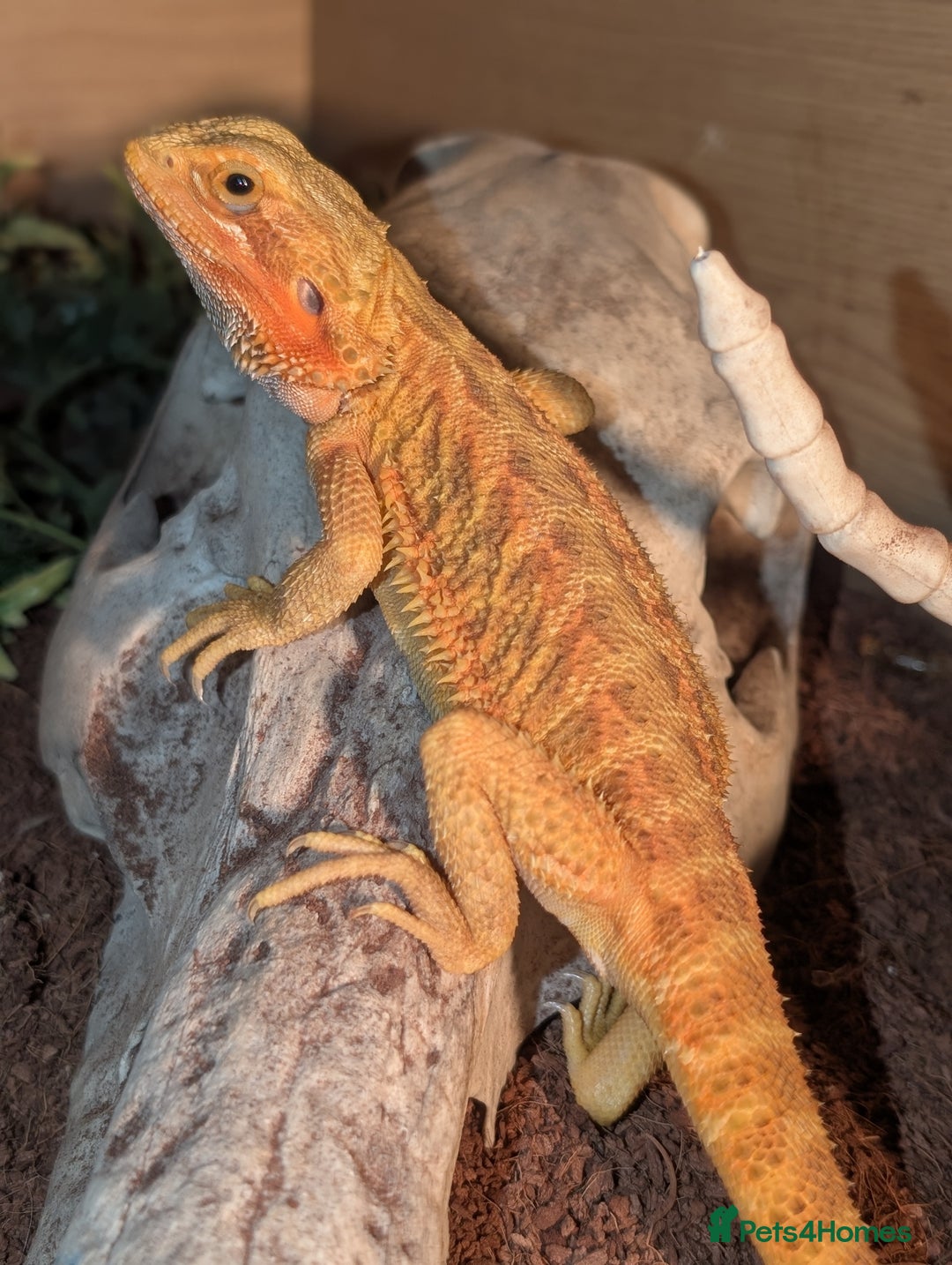 Bearded Dragon reptiles for sale: Female Red bearded dragon - Image 5