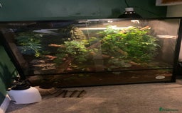 Gecko reptiles for sale: Tuko the crested gecko - Image 2