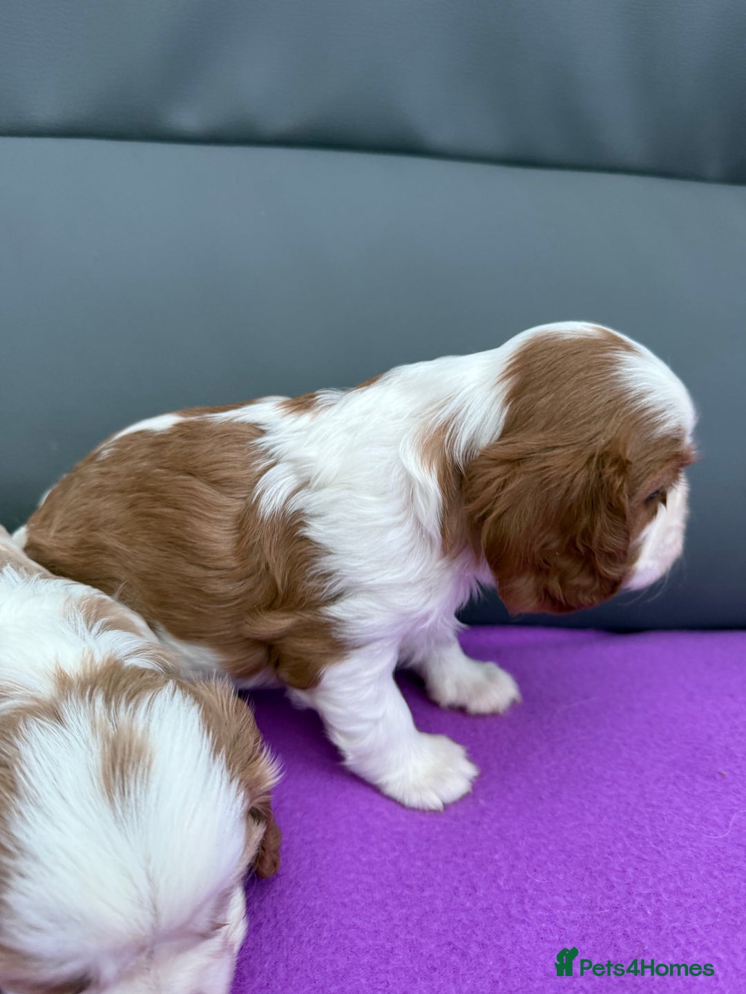 Cavalier King Charles Spaniel dogs for sale: Adorable Cavalier King Charles Spaniel  - Advert 25