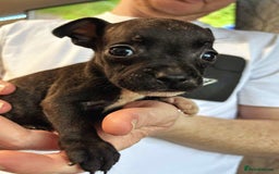 Mixed Breed dogs for sale: French Bulldog x Staffie Puppies - Rare colours - Image 15