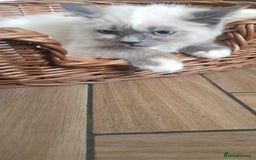 Siberian cats for sale: Beautiful Siberian Neva Masquerade kitten in Wellingborough - Image 2