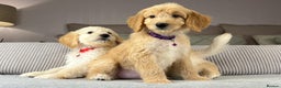 Goldendoodle dogs for sale: ABSOLUTELY GORGEOUS DOODLES  - Advert 12