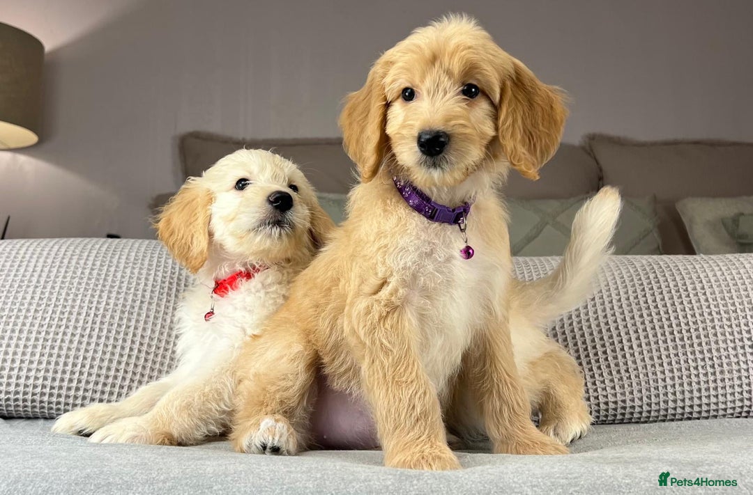 Goldendoodle dogs for sale: ABSOLUTELY GORGEOUS DOODLES  - Advert 12