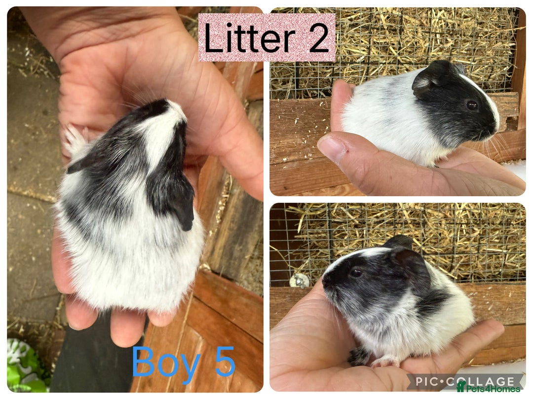 Guinea Pig rodents for sale: Beautiful baby guinea pigs  - Image 9