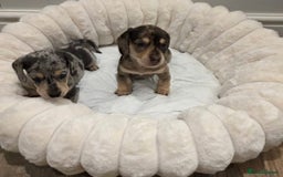 Miniature Dachshund dogs for sale: Incredible KC pups from Cream & Champion lines - Advert 5