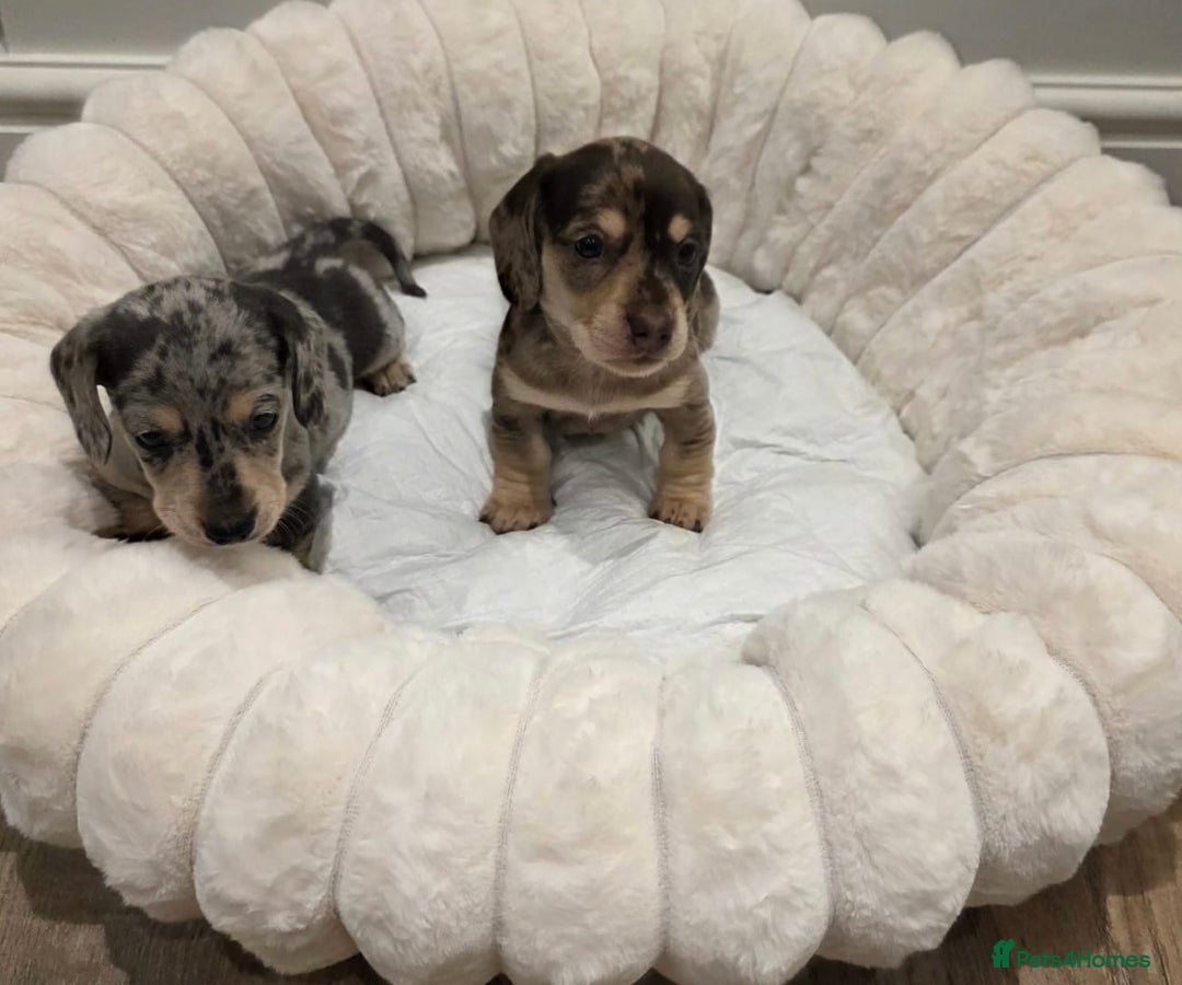 Miniature Dachshund dogs for sale: Incredible KC pups from Cream & Champion lines - Advert 5
