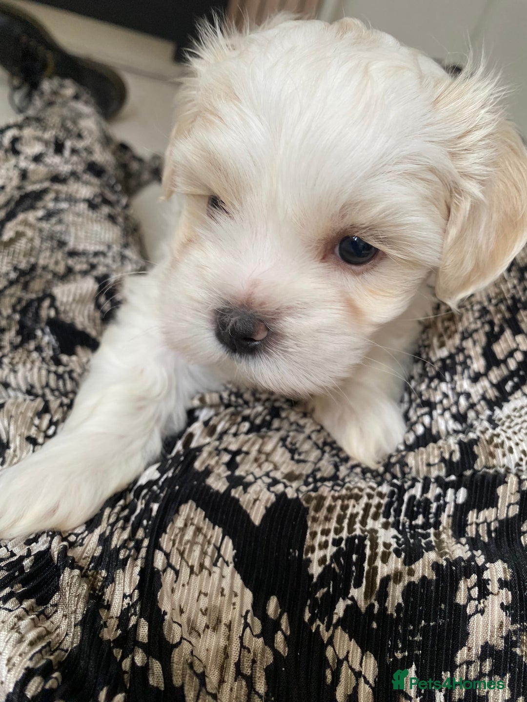 Zuchon dogs for sale: Zuchons pups ( Teddy bear pups) - Image 16