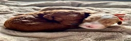 Australian Labradoodle dogs for sale: 🐾 READY TO GO ~ EXCEPTIONAL AUSTRALIAN DOODLES🐾 - Advert 20