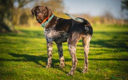 German Shorthaired Pointer dogs for stud: KC Registered German Shorthaired Pointer at Stud in Liverpool - Image 10