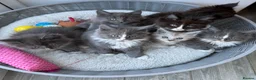 Maine Coon cats for sale: Bundles of fluff,  Maine Coon kittens  - Advert 1