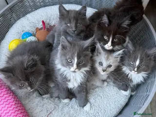 Maine Coon cats Bundles of fluff, Maine Coon kittens - Advert 2