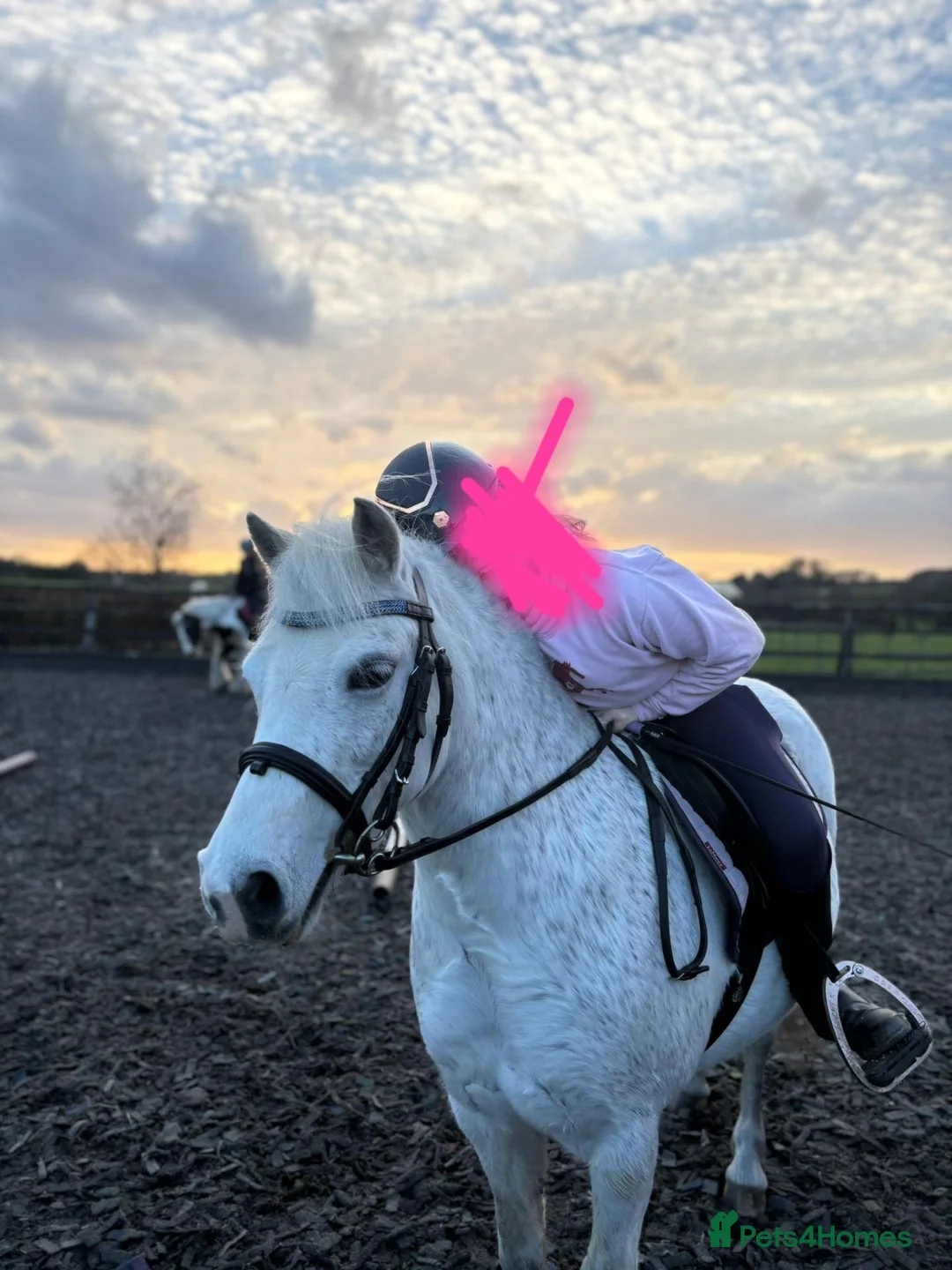 Welsh Section A horses for sale: **ELSA** Manorfields Silver Lady, FleaBitten Grey in Wigan - Advert 14