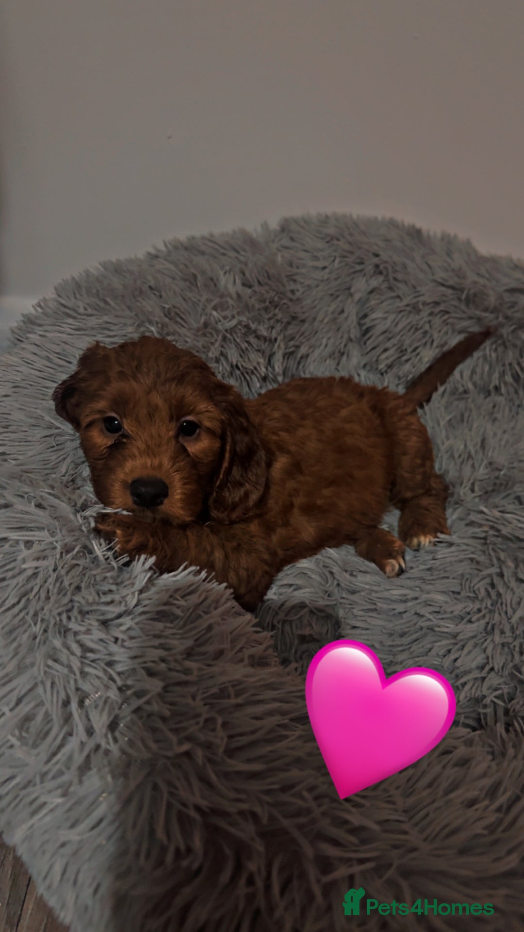 Cockapoo dogs for sale: **REDUCED** READY TO GO GIRL MINIATURE COCKAPOOS  - Image 7