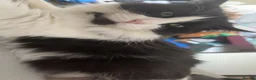 Mixed Breed cats for sale: Luna 3 year old female in Bolton - Advert 4