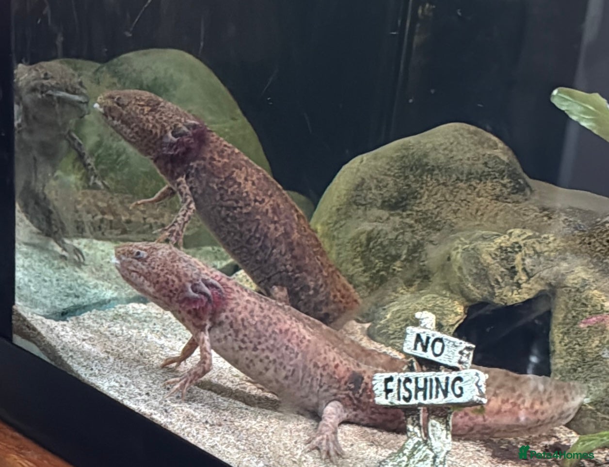 Axolotl reptiles 2 6 year old axolotls and tank available  - Advert 2