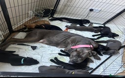 Cane Corso dogs for sale: Cane corso puppies for sale - Image 1