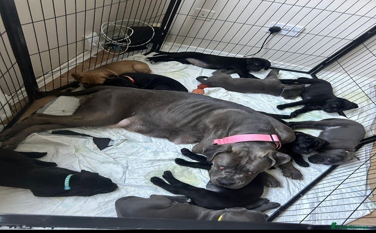 Cane Corso dogs - Advert 1