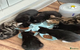 Maine Coon cats for sale: Black and white fluffy felix and coco - Image 19