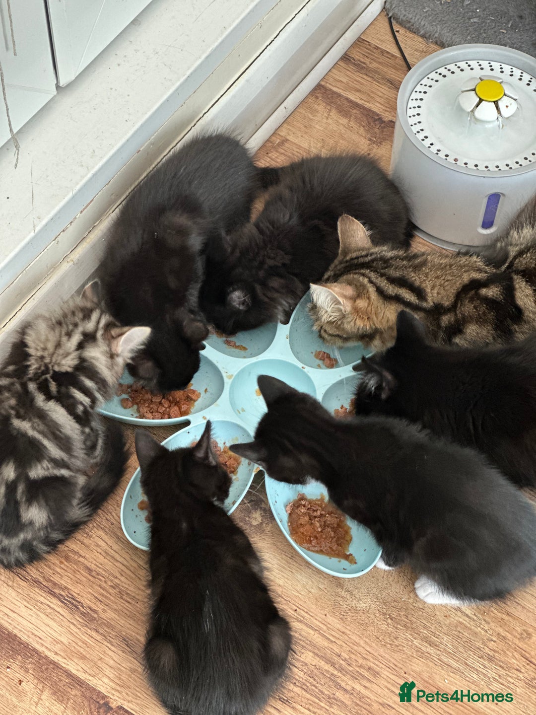 Maine Coon cats for sale: Black and white fluffy felix and coco - Image 19