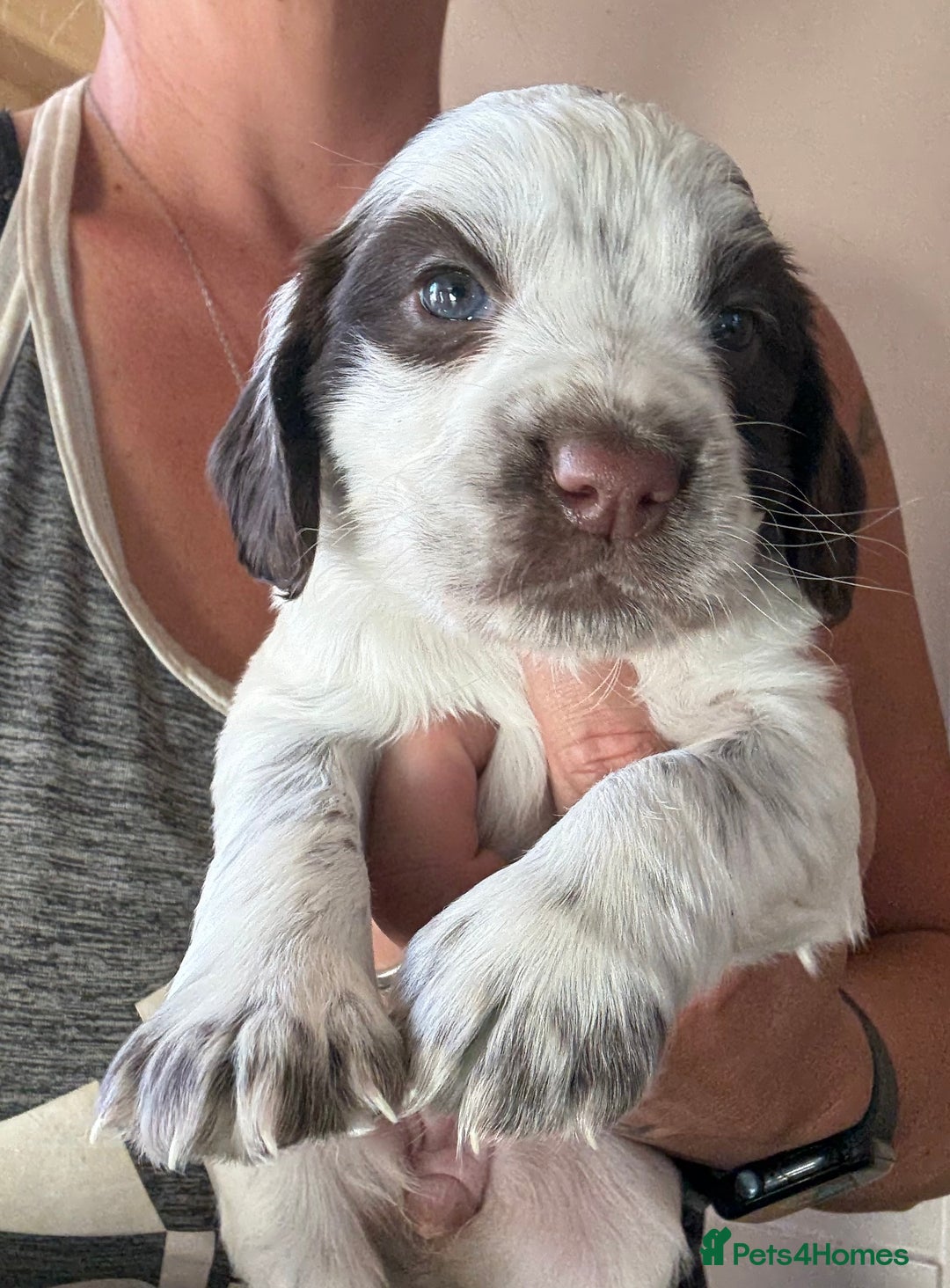 Cocker Spaniel dogs for sale: Cocker spaniel girls for sale - Image 2