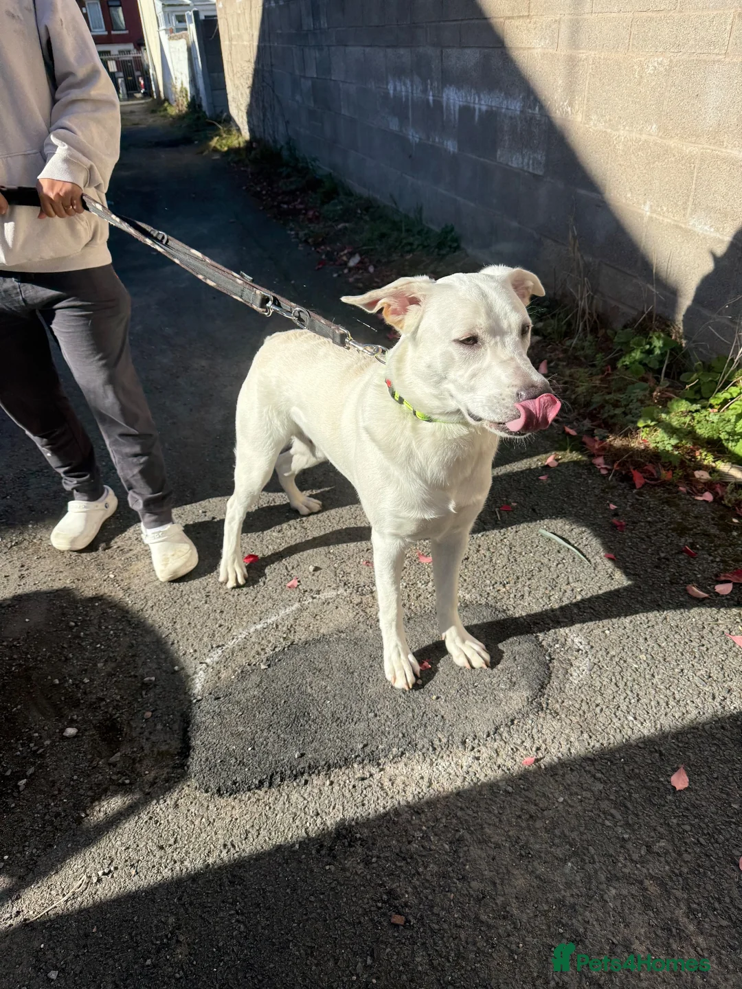 Mixed Breed dogs for sale: Labrador/Staffy 7 months old in Blackpool - Advert 2