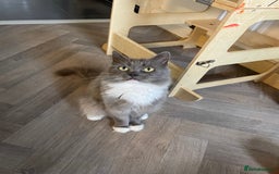 Ragdoll cats for sale: Lovely cat  - Image 1