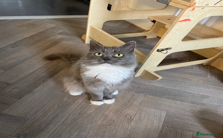 Ragdoll cats for sale - Advert 1