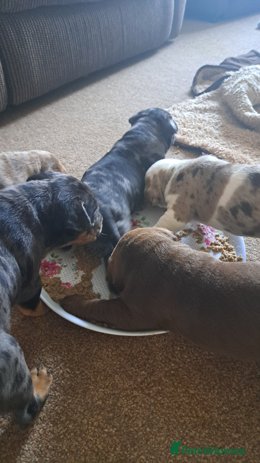 American Bulldog dogs for sale: Chunky American Bulldog Pups - Image 8