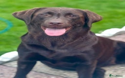 Labrador Retriever dogs for sale: 5 Stars 🌟 Chocolate Labradors  🌟  - Image 23