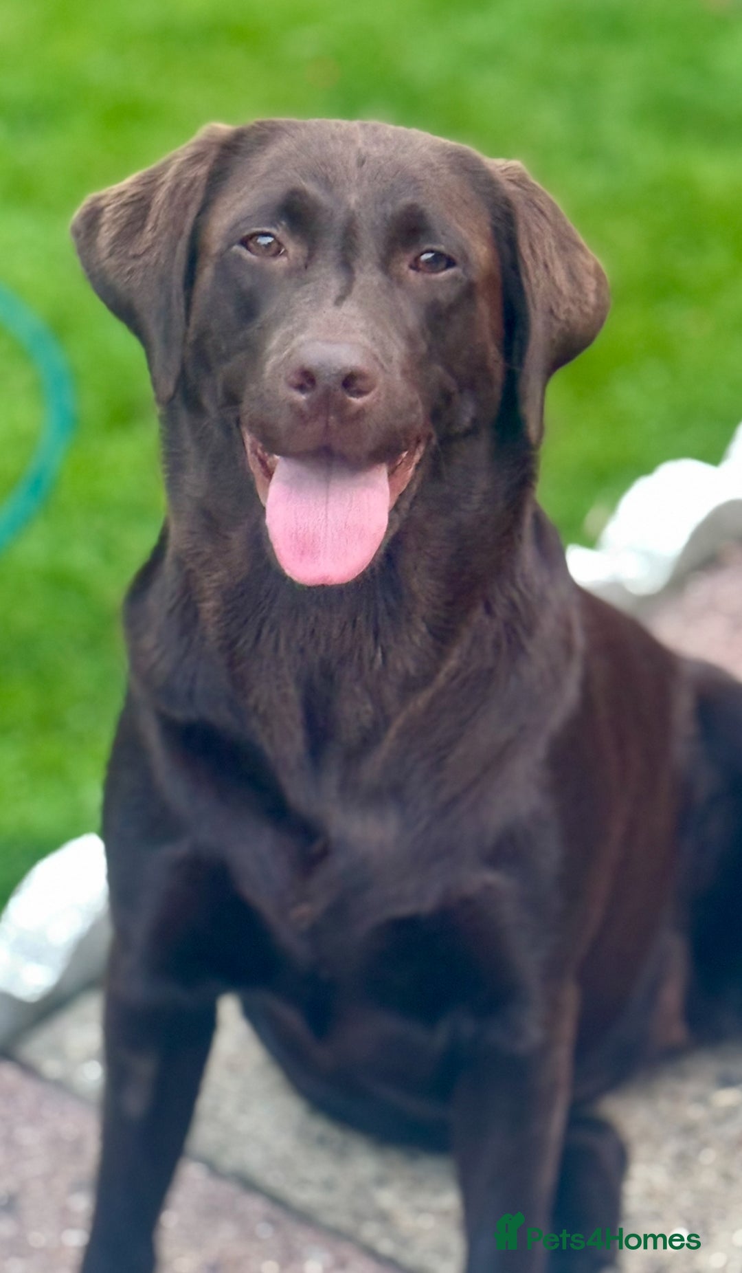 Labrador Retriever dogs for sale: 5 Stars 🌟 Chocolate Labradors  🌟  - Image 23