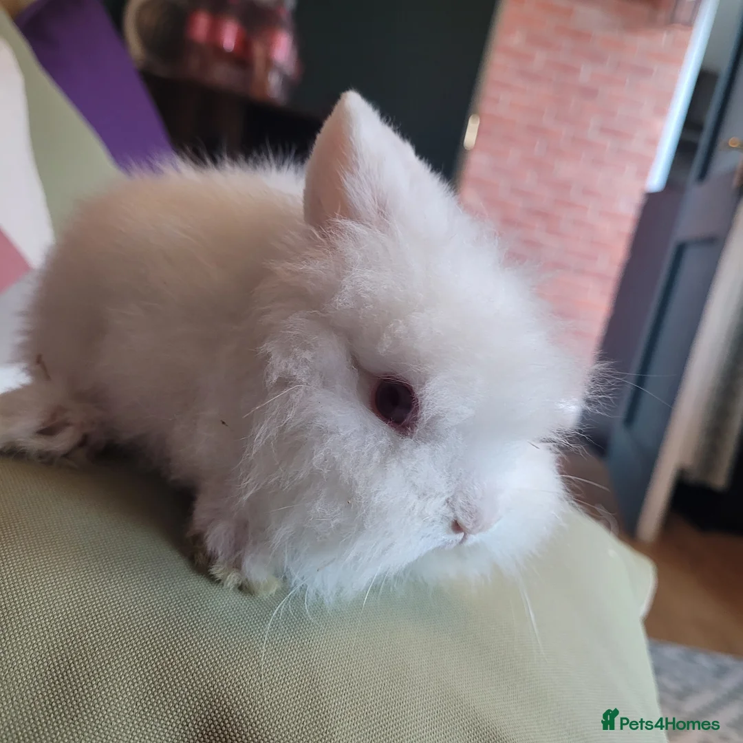 Lionhead rabbits for sale: Lionhead babies - Advert 2