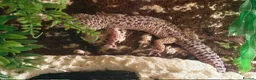 Mixed Breed reptiles for sale: Reptile bundle for sale - Advert 12