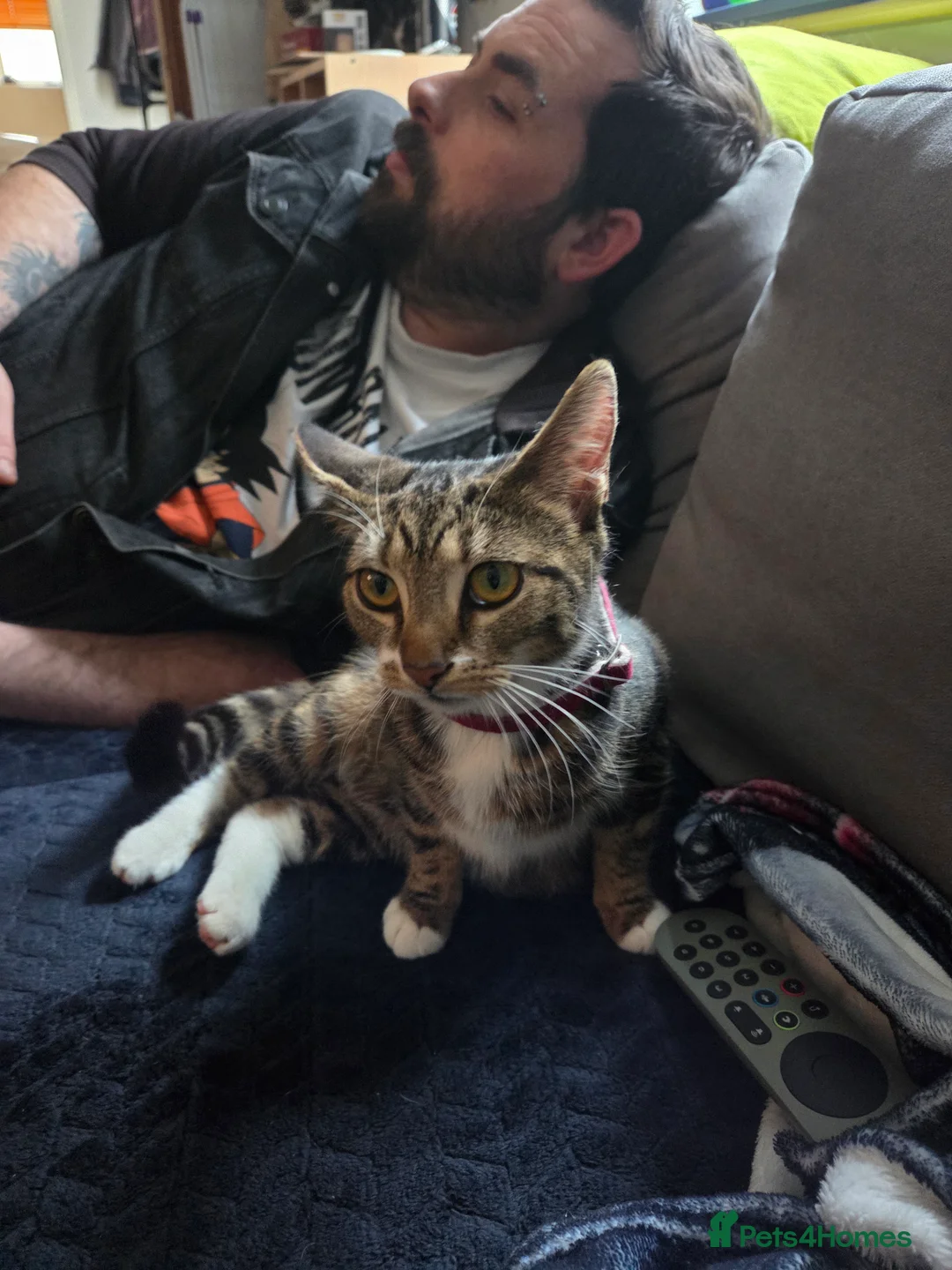 Mixed Breed cats for sale: Brother and sister looking for a sofa to sleep on - Advert 5