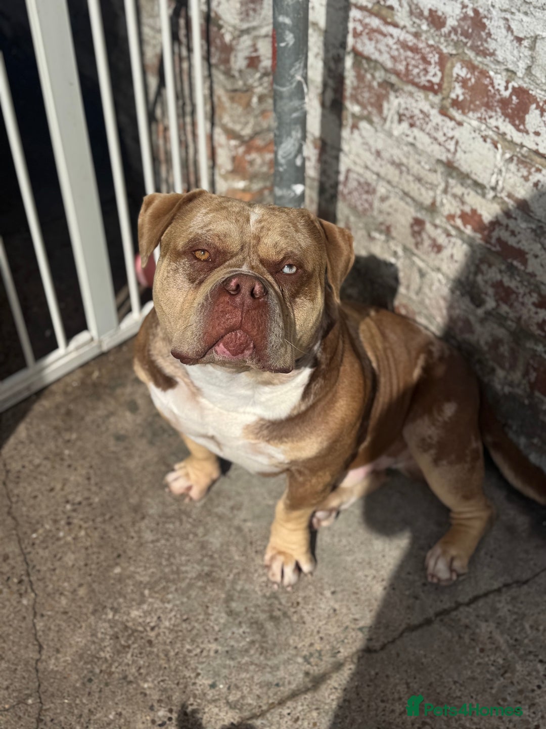 American Bully dogs for sale: Looking for a forever home for our boy marshall - Advert 2