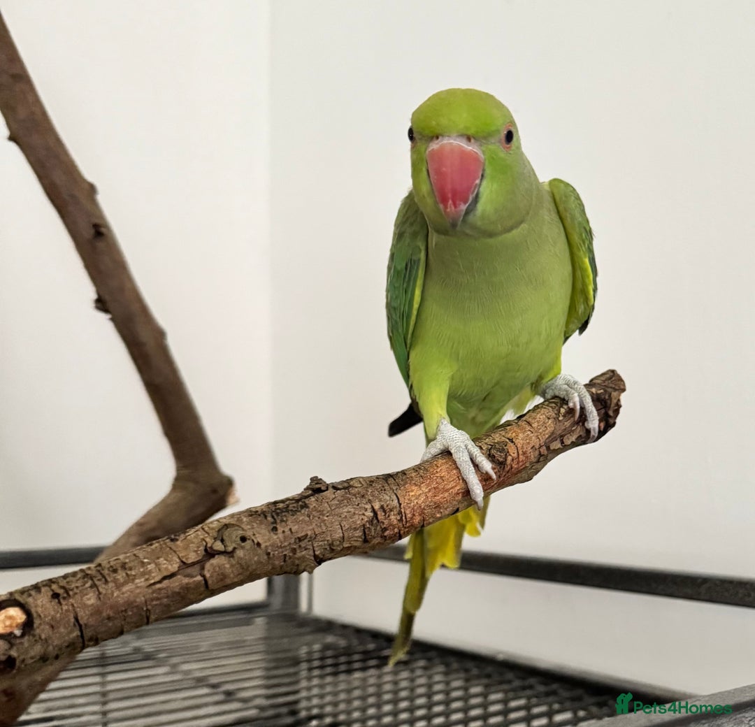 Ringnecks birds for sale: X2 bonded ring necks  - Image 3